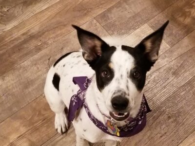 Polka, Female, Age 7, Blue Heeler mix, Treasure Valley